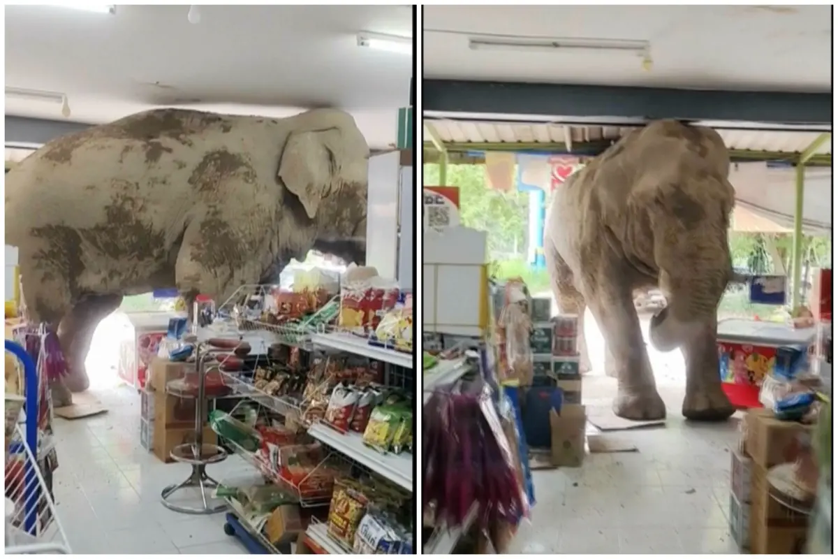 ▲泰國一頭野生大象闖入考艾國家公園（Khao Yai National Park）附近的一家超市覓食，大快朵頤高歌離席時，還不忘用鼻子捲了一把米餅當作外帶點心，讓店主只能苦笑。（圖／美聯社影片＠KANOKPORN SRIBOON截圖／達志影像）