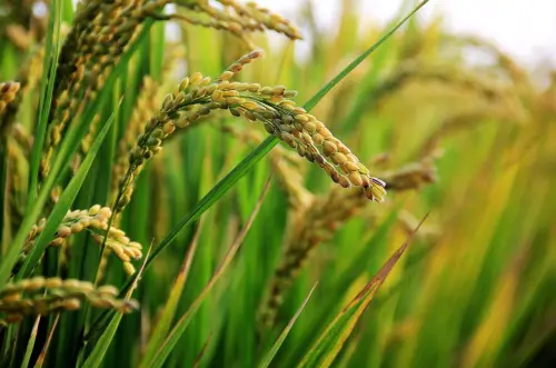 芒種周五到！命理師提醒「4生肖」情緒不穩定　恐面臨情感大考驗