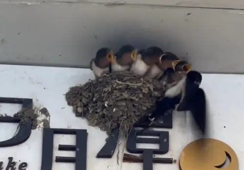 ▲燕子媽媽餵食成功一隻寶寶後，又趕緊離開去尋找食物，讓許多人笑說「鳥媽媽壓力山大」。（圖／Threads@__3.25__授權提供）