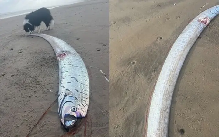 罕見「地震魚」現蹤澳洲海灘！3M長身躺平　斗大眼球盯著民眾