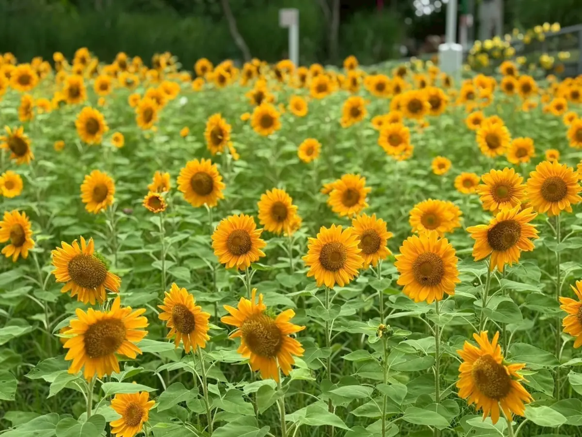 城市綠肺換夏裝 中央公園向日葵花海繽紛登場