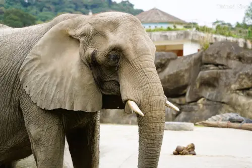 42歲非洲象「美代」辭世！北市動物園證實噩耗　搶救3天人道處置

