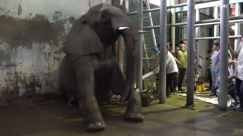 ▲非洲象美代（圖／取自臺北市立動物園）