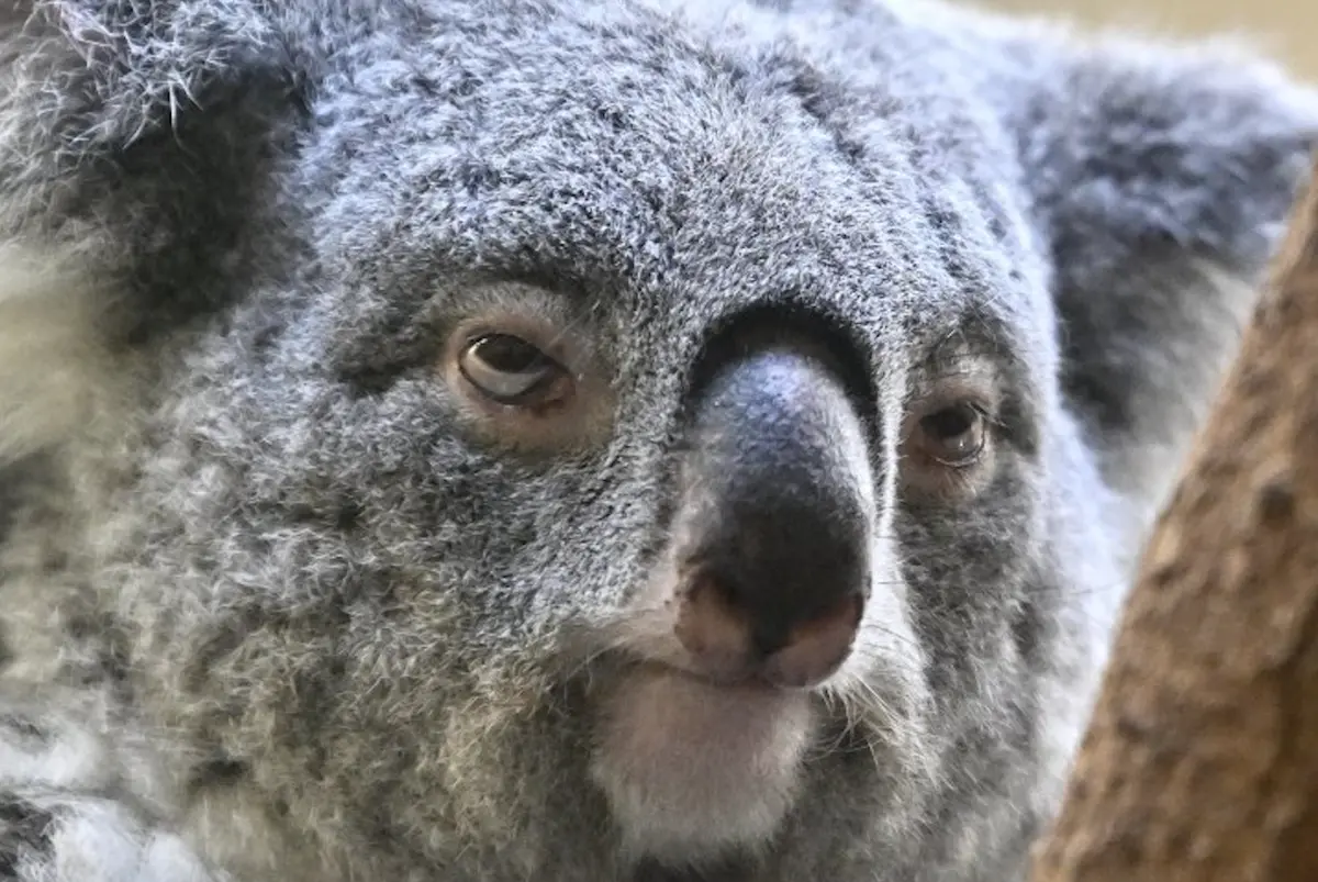 ▲日本東京「多摩動物公園」裡的無尾熊「きらら（Kirara）」最近憑著一張超級厭世的「上班臉」在網路上爆紅。（圖／翻攝自X）