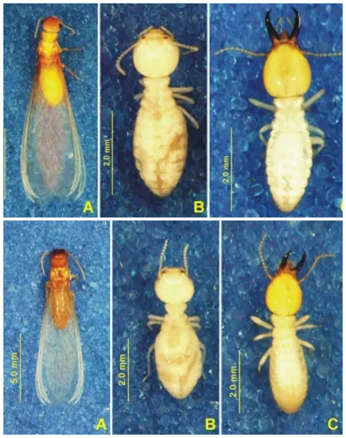 ▲會對民眾家裡的造成危害的主要是台灣家白蟻（上）、格斯特家白蟻（下）。（圖／環境部）