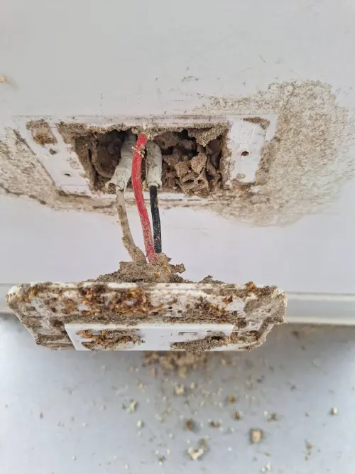 ▲柯老闆指出，白蟻入侵最危險的層面反而是電的部分，牠會侵蝕電線外面那層絕緣皮，進而造成跳電、短路，甚至可能有起火的危險性。（圖／中太企業行授權使用）