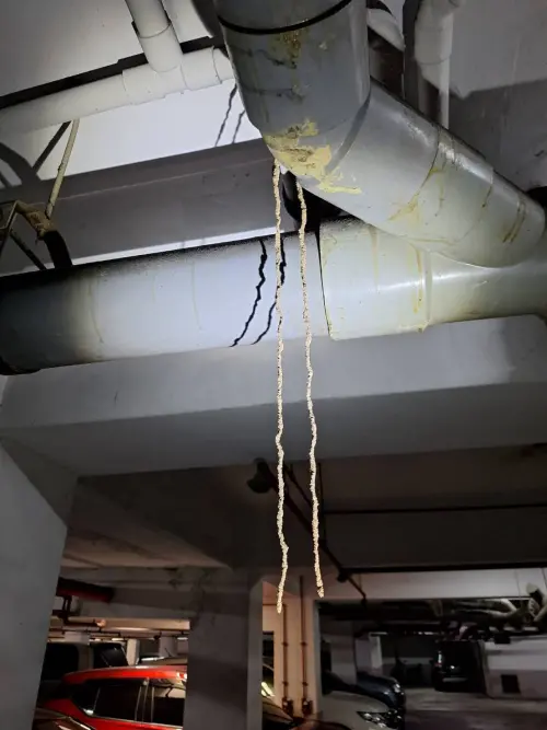 ▲白蟻真的無孔不入，甚至還能從大樓地下室從污水管牽泥土垂直牽下來。（圖／中太企業行授權使用）