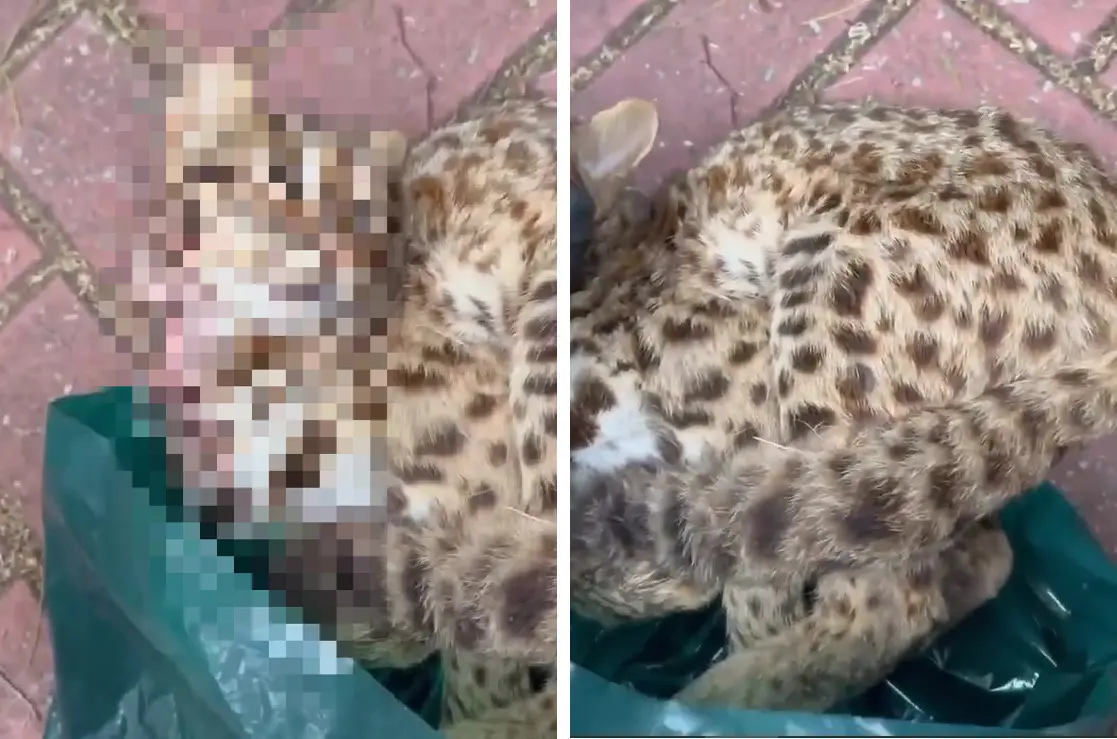 ▲逃逸移工躲在中台灣山區以獵捕動物為生，連石虎都難逃獵槍之手。（資料畫面）