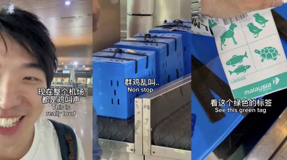 ▲馬來西亞砂拉越機場出現「鬥雞搭飛機」奇景。（圖／翻攝自statossg instagram）