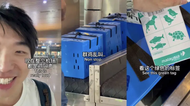 ▲馬來西亞砂拉越機場出現「鬥雞搭飛機」奇景。（圖／翻攝自statossg instagram）