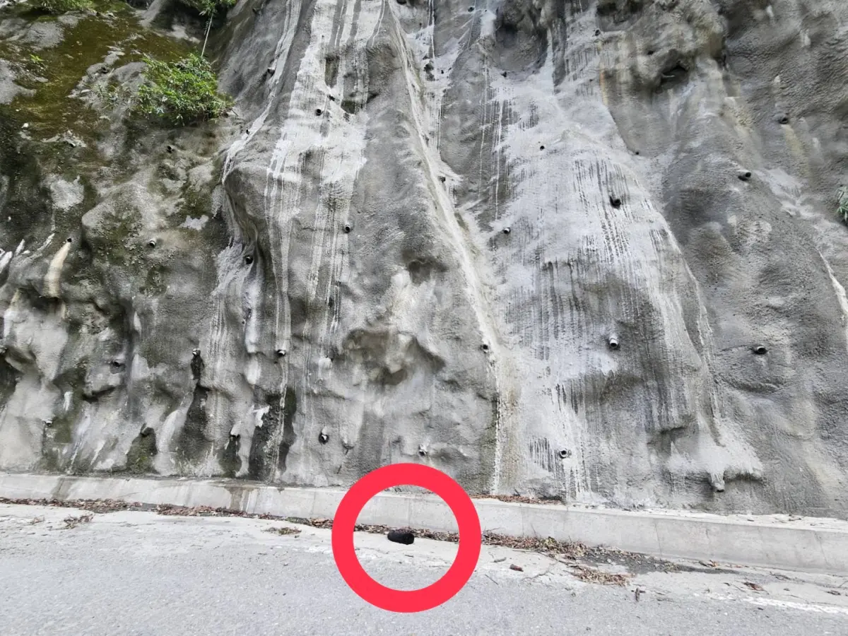 ▲倒臥臺20線路旁已經死亡的臺灣黑熊（幼熊）。（圖／林業保育署臺東分署）