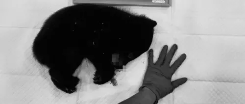 ▲倒臥臺20線路旁已經死亡的臺灣黑熊(幼熊)。(圖/林業保育署臺東分署) ▲倒臥臺20線路旁已經死亡的臺灣黑熊(幼熊)。(圖/林業保育署臺東分署)