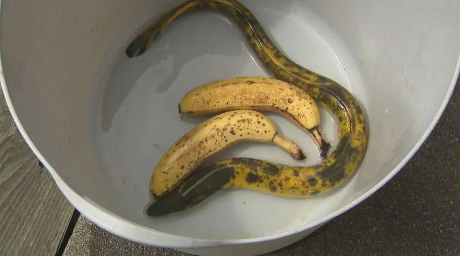 ▲日本一名釣客釣到一條配色宛如熟透香蕉的鰻魚。（圖／翻攝自山陰放送）