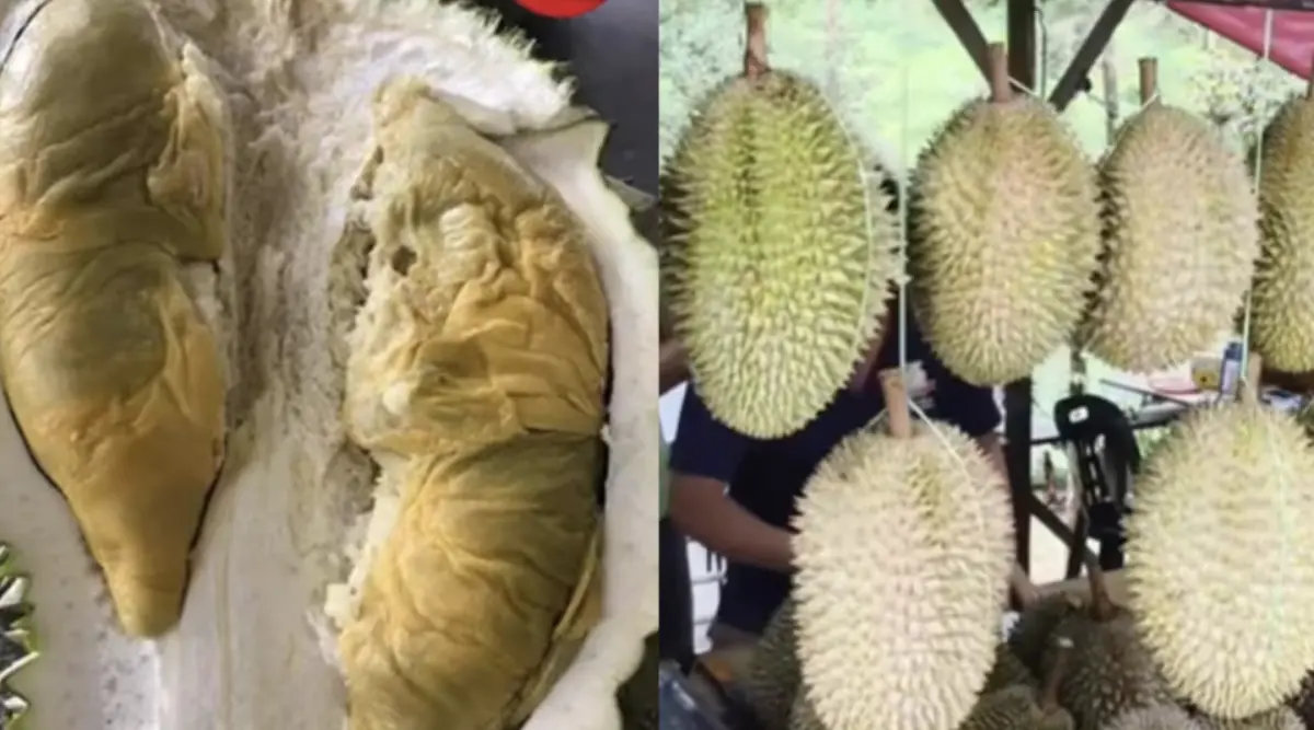 ▲馬來西亞新品種榴槤「松鼠王」竄紅，一顆要價500令吉（約新台幣3500元）。（圖／翻攝自東方日報）