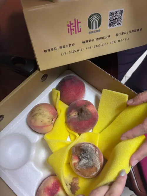 ▲兩盒水蜜桃幾乎都發黑、甚至還有一顆嚴重發霉腐敗,店家還用了標有桃園農會的外盒,也讓當事人感到無奈。 ▲兩盒水蜜桃幾乎都發黑、甚至還有一顆嚴重發霉腐敗,店家還用了標有桃園農會的外盒,也讓當事人感到無奈。