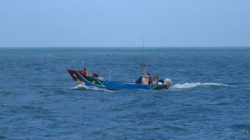 ▲新北市淡水區為魩鱙漁業主要產地。（圖／新北市漁業處）