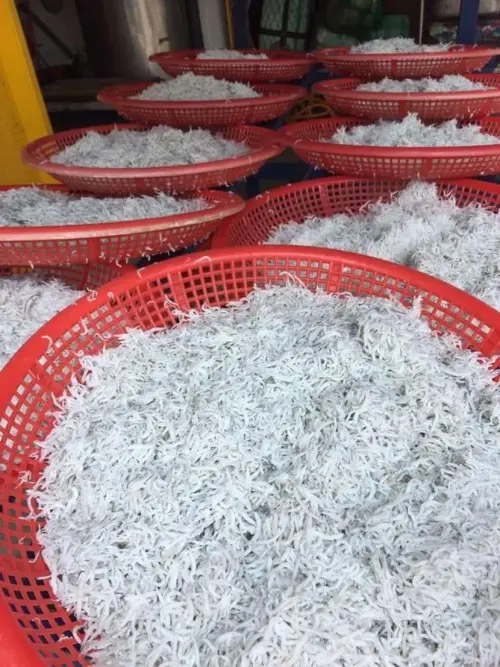 守護海洋資源!新北6月15日起實行魩鱙禁漁期,違者最高罰15萬元 ▲守護海洋資源!新北6月15日起實行魩鱙禁漁期,違者最高罰15萬元。(圖/新北市漁業處)