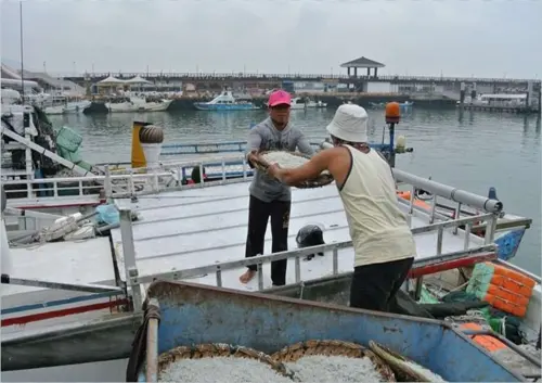 ▲新北市淡水區為魩鱙漁業主要產地。(圖/新北市漁業處) ▲新北市淡水區為魩鱙漁業主要產地。(圖/新北市漁業處)