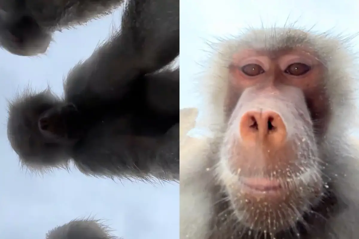 ▲荷蘭一名女子日前到動物園遊玩時，手機不慎掉進狒狒區，本想請工作人員幫忙撿回，卻眼睜睜看著手機被狒狒們「搶走」拍起自拍影片。（圖／翻攝自TikTok@shabahlo）