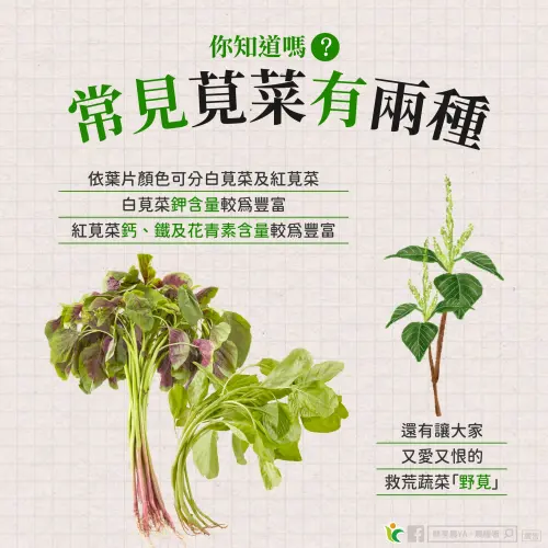 ▲莧菜有白莧菜、紅莧菜兩種，兩者含鐵量高不輸給牛肉。（圖／鮮享農YA - 農糧署臉書）