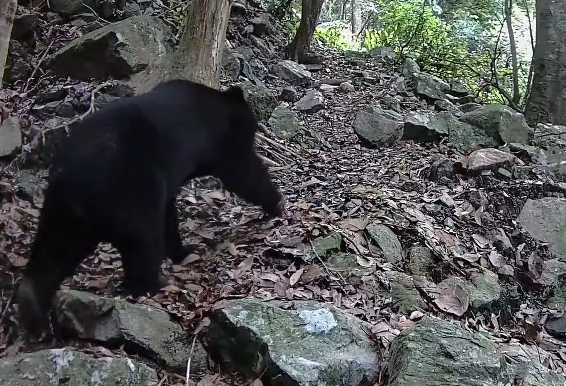 今日歷史／12月4日世界野生動物保育日！台灣瀕危動物有「它們」