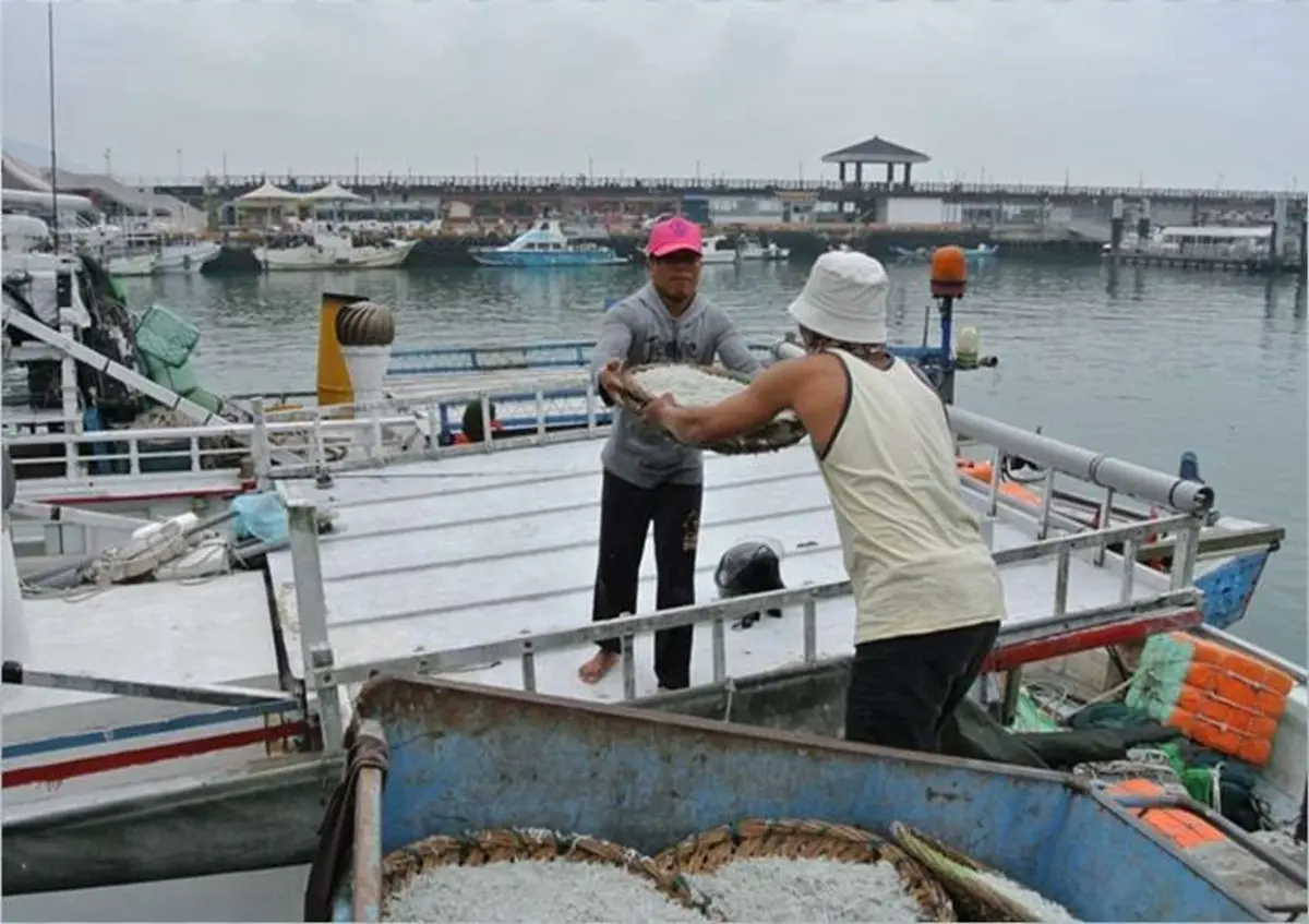 ▲新北市府宣布，6月15日起至9月14日，實行魩鱙（ㄇㄛˋ ㄇ一ㄠˊ）禁漁期，這段時間能難買到新鮮現撈的吻仔魚了。（圖／新北市政府提供）