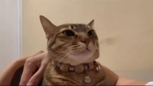 ▲台灣有貓咪界「露比醬」誕生了，虎斑貓「Ub醬」用超甜美高音神還原露比醬的經典橋段。（圖／IG@ub109.0520授權使用）