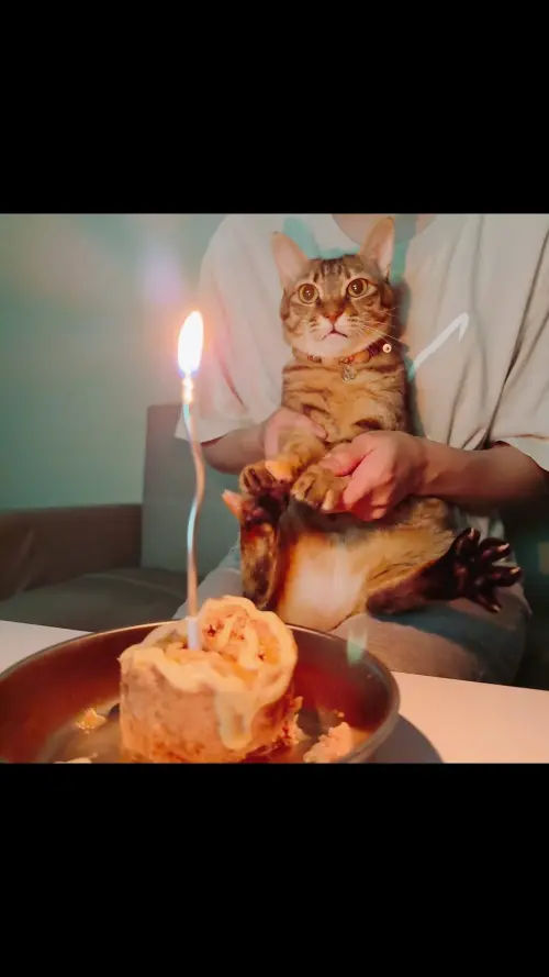 ▲剛滿5歲的Ub變成貓咪界露比醬紅到國外去了。（圖／IG@ub109.0520授權使用）