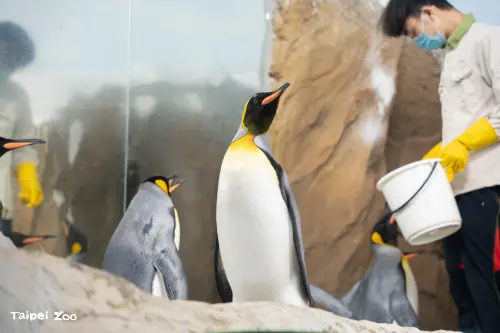 ▲北市立動物園也宣布，2025年不對外開放日期自6月18日(三)至6月27日(五)止，總計10天