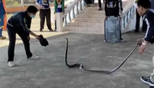 影/眼鏡蛇怎麼抓?泰國搜救隊現身說法 驚險畫面一次看