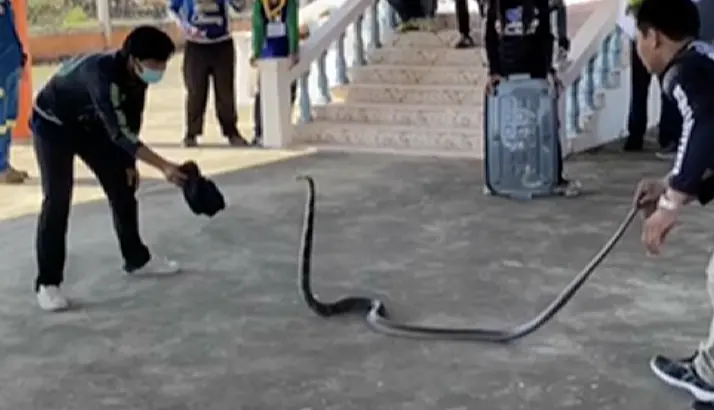 ▲志工團隊決定教導村民如何抓眼鏡蛇，只見專家徒手與蛇對決，過程十分驚險。（圖／翻攝自影片）