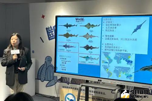 ▲海洋保育署署長陸曉筠說明鋸鰩為軟骨魚類,以及依物種的瀕危情形。(圖/記者黃守作攝,2025.06.11) ▲海洋保育署署長陸曉筠說明鋸鰩為軟骨魚類,以及依物種的瀕危情形。(圖/記者黃守作攝,2025.06.11)