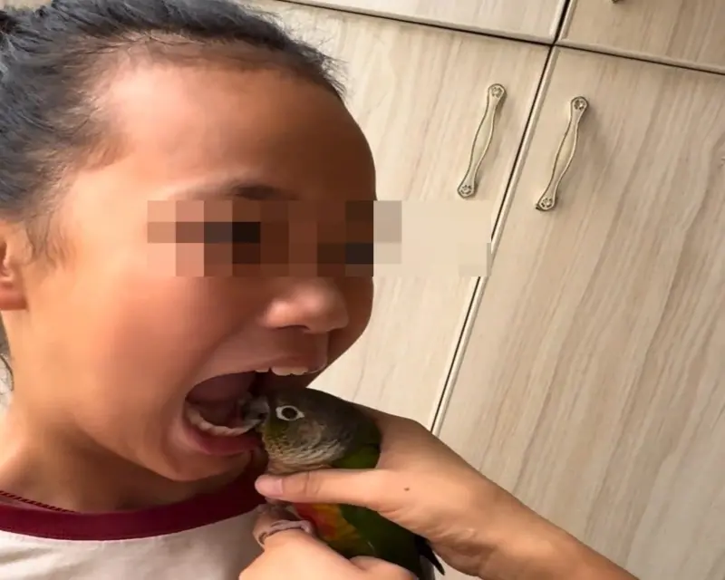 ▲1名武漢民眾用鸚鵡幫小孩拔牙的短片，近日在中國網路引發熱議，醫學專家提醒此舉不衛生、有風險。（圖／翻攝自微博）