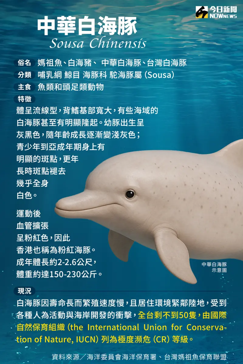 ▲中華白海豚小檔案。（圖／NOWnews社群中心製）