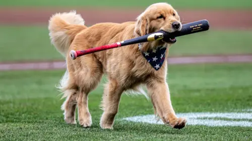 MLB/國民「球僮小狗」被升上大聯盟!與總教練面談 儀式感拉滿