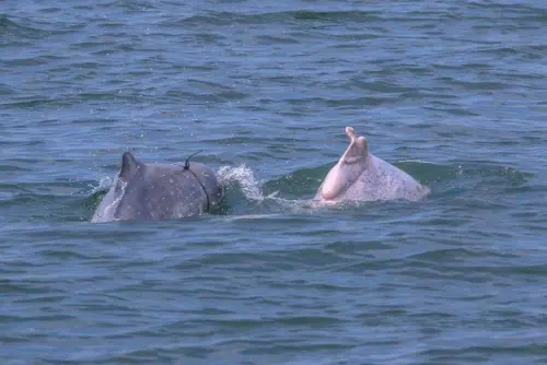 ▲白海豚遭漁業行為受傷的照片。（圖／台灣媽祖魚保育聯盟提供）