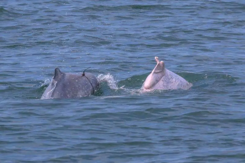 ▲白海豚遭漁業行為受傷的照片。（圖／台灣媽祖魚保育聯盟提供）