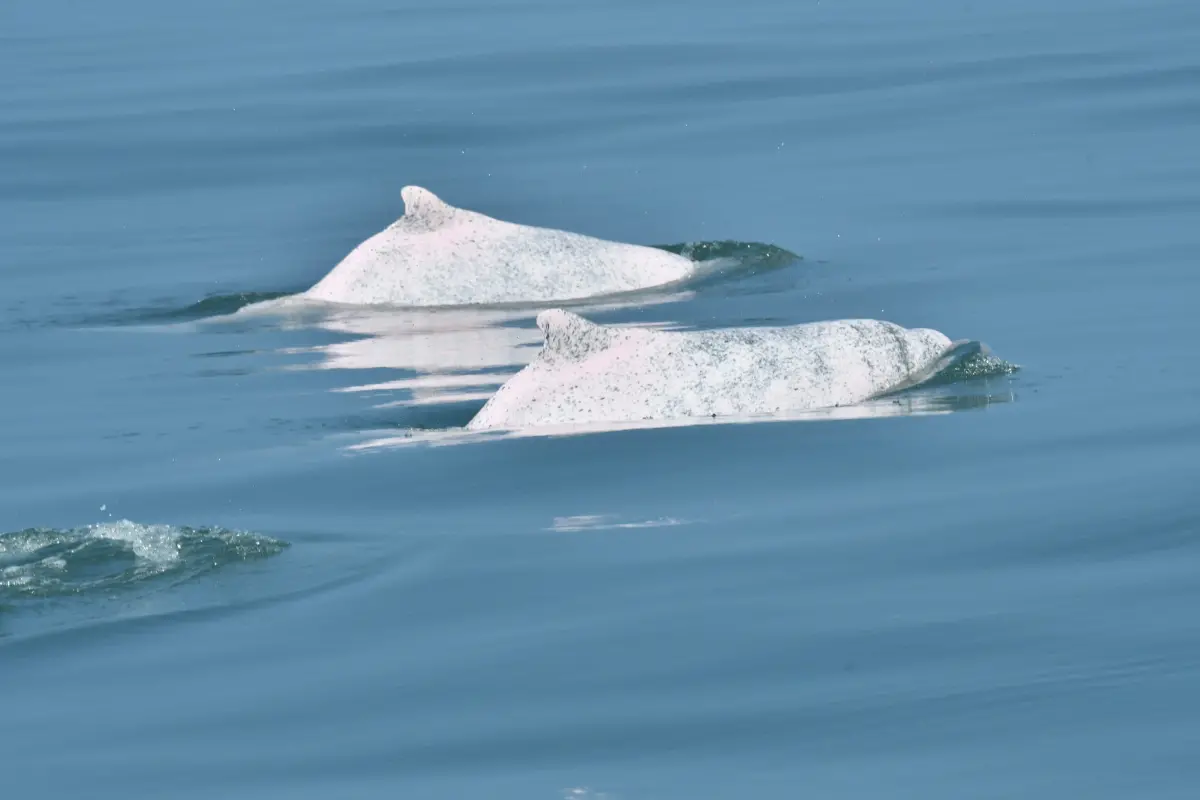▲環團控離岸風電施工海上常見3大缺失，漁船迫近、觀察造假與噪音超標。圖為中華白海豚。（圖／海保署提供）