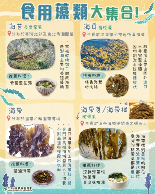 海帶根其實是裙帶菜的柄部,裙帶菜和海帶一樣,都屬於褐藻門。(圖/農業部提供) ▲海帶根其實是裙帶菜的柄部,裙帶菜和海帶一樣,都屬於褐藻門。(圖/農業部提供)