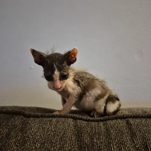 ▲志工救下一隻長相驚人的生物，甚至以「下水道老鼠」稱呼牠。（圖／DeKalb Humane Society）