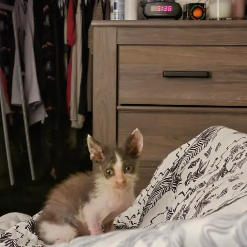 ▲小貓咪經過獸醫治療後，目前正在寄養家庭休養，相信不久後一定會有好心人士給牠一個家。（圖／DeKalb Humane Society）