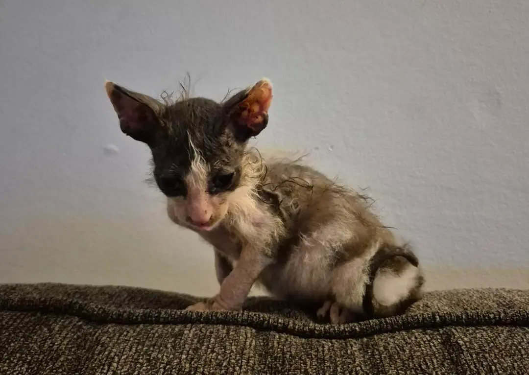 ▲有動物志工拯救一隻像外星生物的動物，甚至以「下水道老鼠」稱呼牠，但這隻長相奇特的生物其實是隻貓咪！（圖／DeKalb Humane Society）