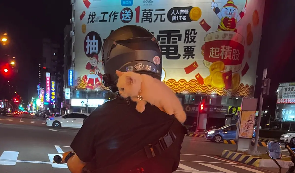 ▲機車騎士讓貓咪窘迫地趴在肩上招搖過大街，引起網友撻伐。（圖／翻攝自Threads @l008.700，2025.06.12）