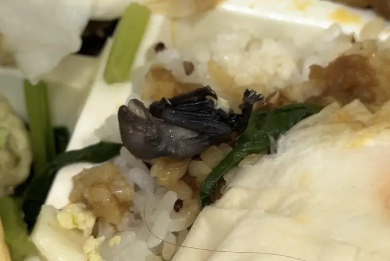 ▲一名民眾今（12）日透過外送平台訂餐，打開餐盒竟在飯菜中夾出一隻已死亡多時的小蝙蝠，當場嚇得將嘴中食物吐光。（圖／翻攝自Threads）
