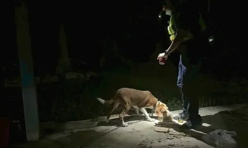 餓犬「叫餐」成功!關山警秒變外送員 狗狗搖尾致謝超暖心