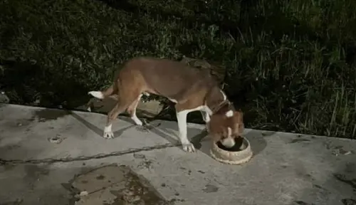 ▲ 台東關山飼主忘了餵食愛犬，導致牠狂吠，警方貼心送上飼料，狗狗也開心搖尾巴感謝。（圖／翻攝畫面）