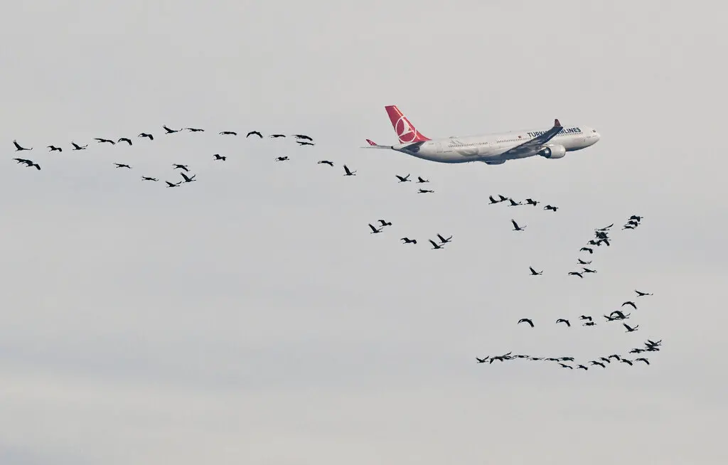 ▲鳥擊對現代航空業來說已成為飛安的嚴峻挑戰之一。（圖／美聯社／達志影像）
