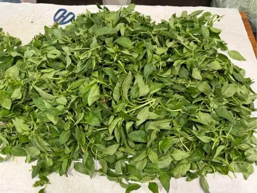 必比登推薦「祥和蔬食」九層塔農藥超標!北市揪13件蔬果違規