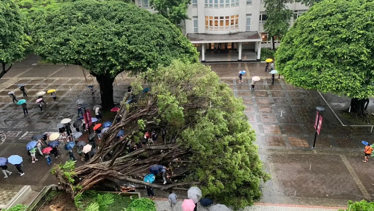 ▲逢甲大學校園一棵大樹傍晚倒塌，傳出2名男學生被壓重傷，其中一人當場失去呼吸心跳。（圖／翻攝Threads，2025.06.13）