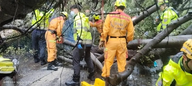 ▲逢甲大學校園一棵大榕樹傍晚倒塌，消防局人員現場鋸樹搶救受困學生（圖／翻攝畫面，2025.06.13）